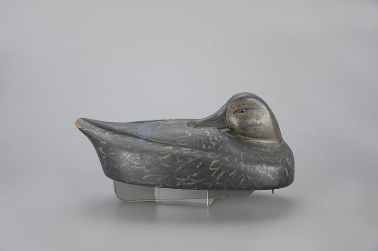 Ferdinand Bach – Rare and Early Sleeping Black Duck – 2023