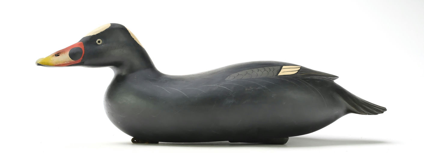 Bob White – Scoter – 2025