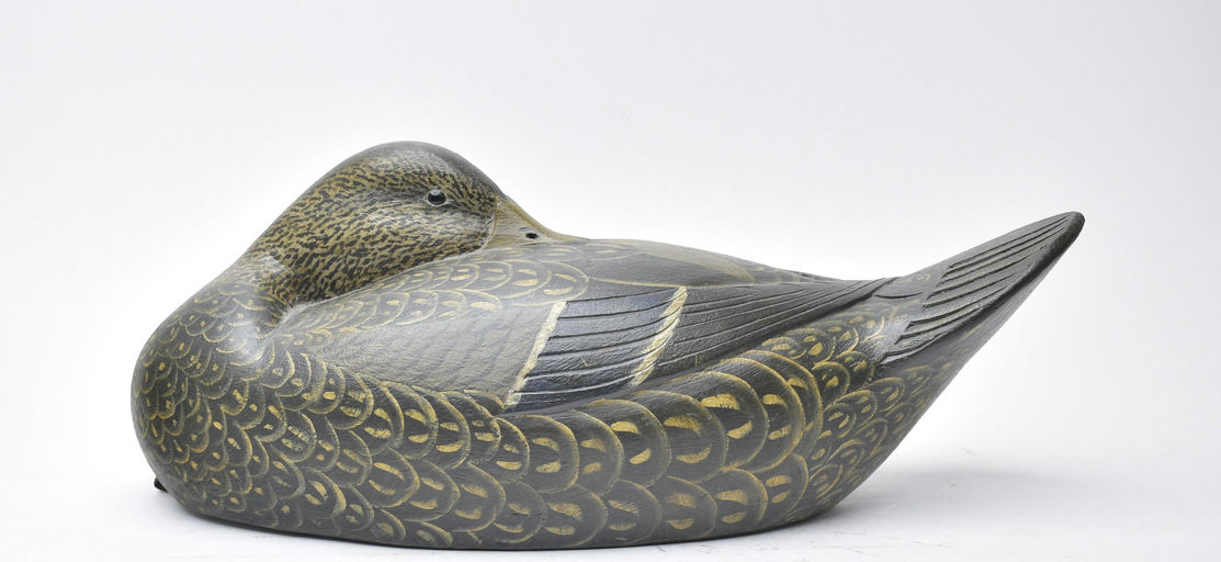 Reggie Birch – Black Duck – 2025