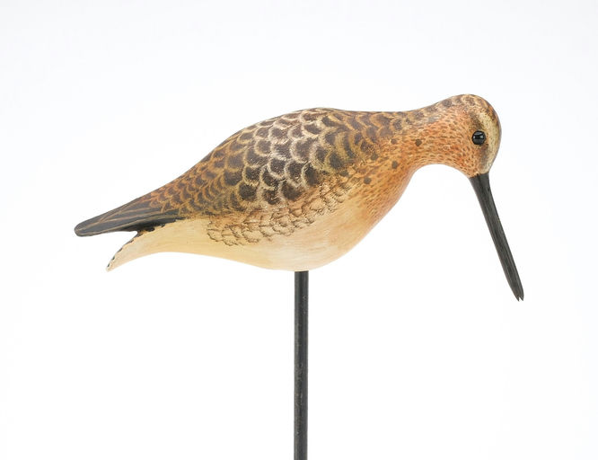 Cigar Daisey – Dowitcher – 2024