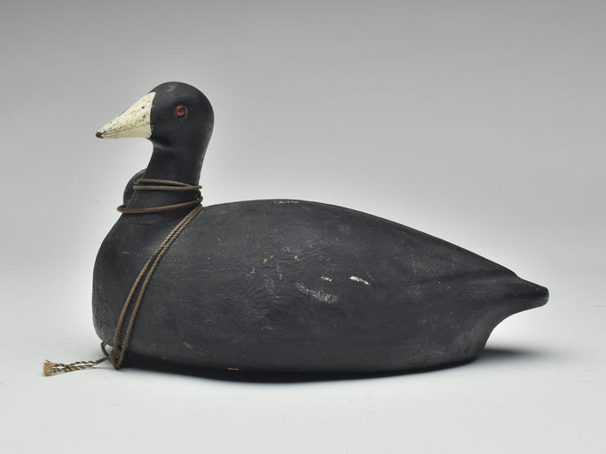 Frank Strey – Coot – 2023