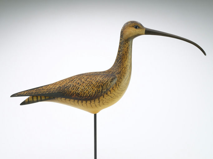 Bill Gibian – Sickle Bill Curlew – 2024