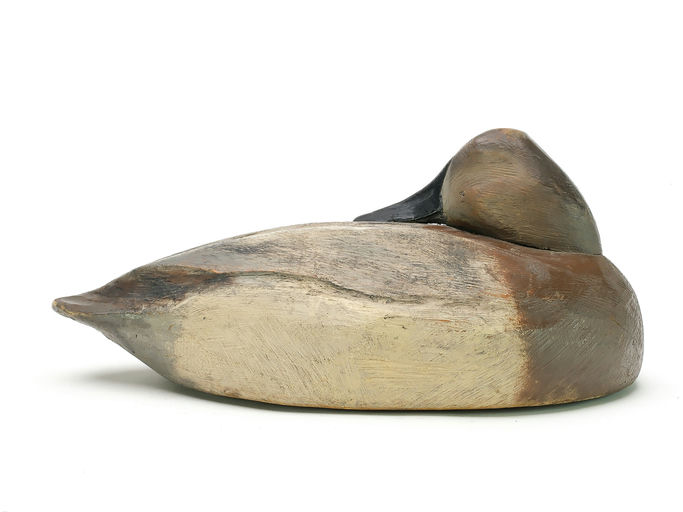 Ben Schmidt – Sleeping Canvasback Hen – 2025