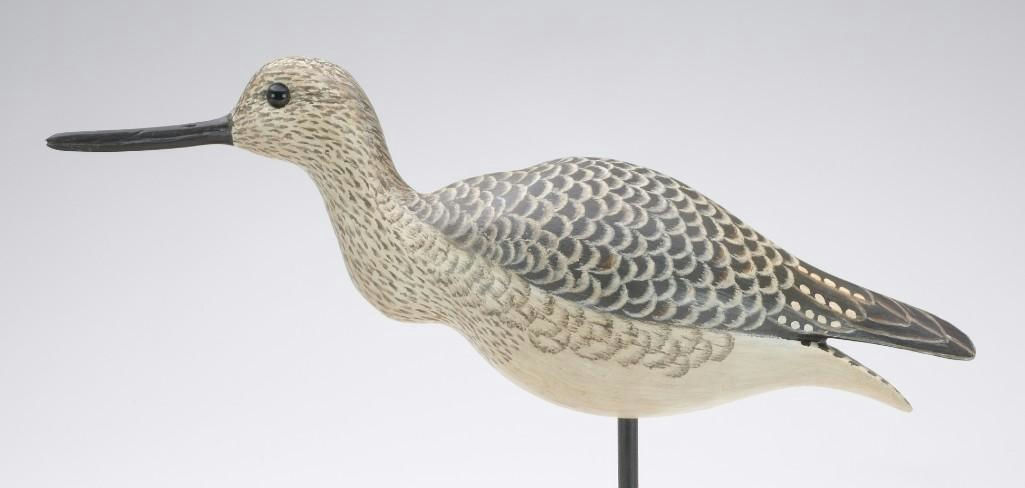 Cigar Daisey – Yellowlegs – 2023