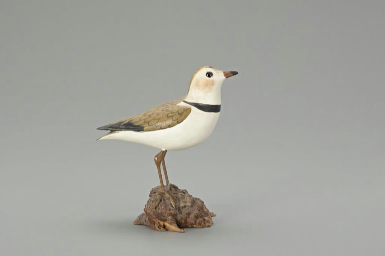 Lloyd Johnson – Piping Plover – 2018
