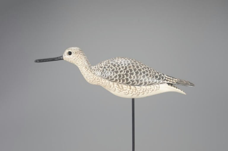 Cigar Daisey – Yellowlegs – 2024