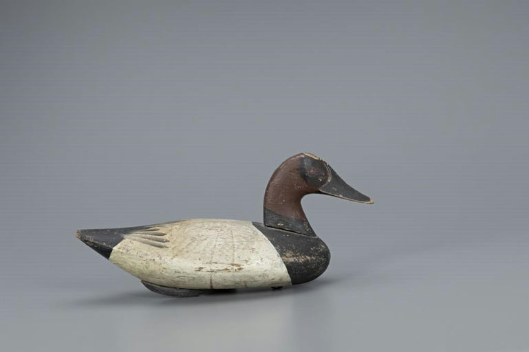 John Glenn – Canvasback Drake – 2019