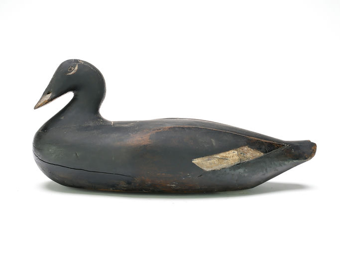 Gus Wilson – White-winged Scoter – 2025
