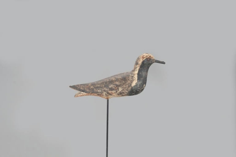 Joseph Lincoln – Rare Dropped-Thigh Black-Bellied Plover – 2021
