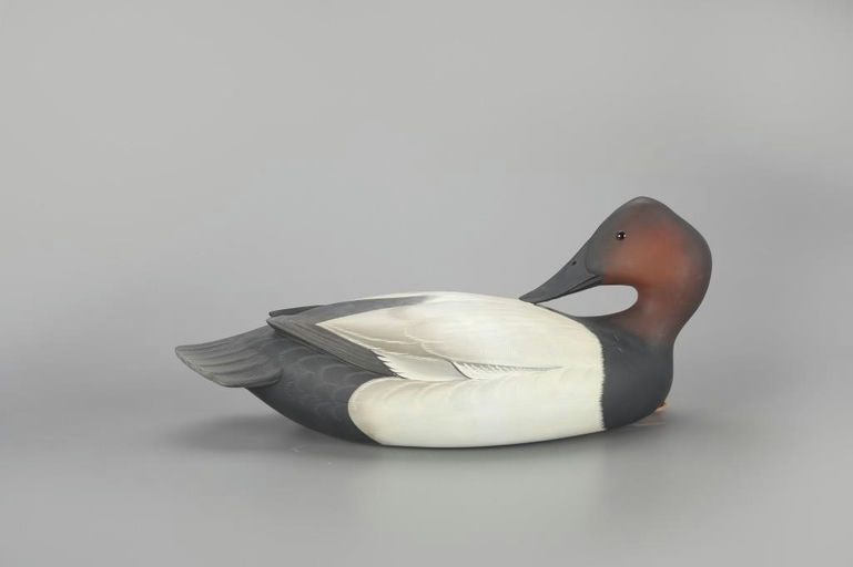 George Strunk – Preening Canvasback – 2023