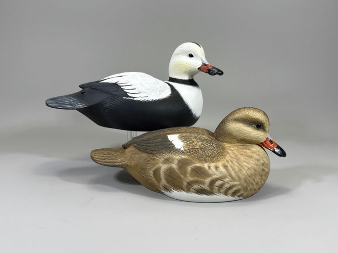 Darkfeather Freedman – Labrador duck – 2026
