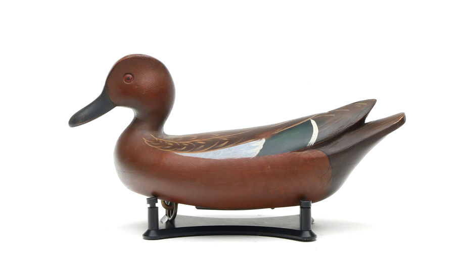 Michael Braun – Cinnamon Teal – 2026