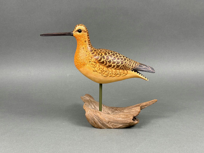 Cigar Daisey – Dowitcher – 2026