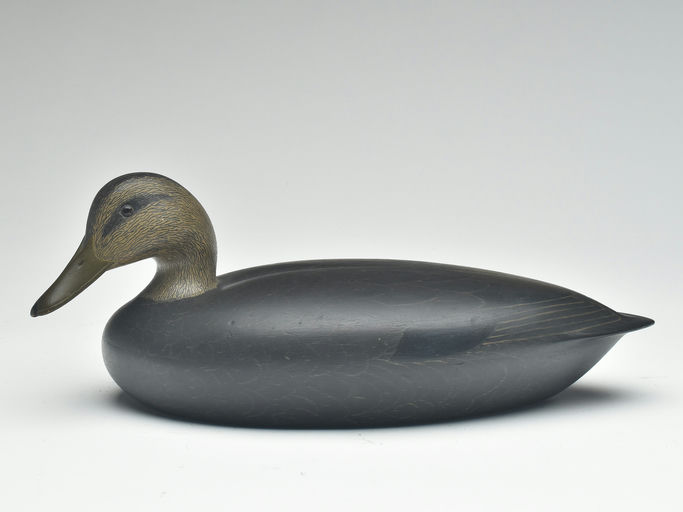 Shang Wheeler – Black Duck – 2023