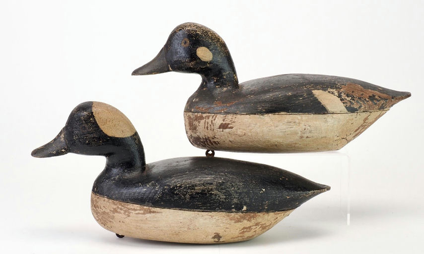 Jake Barrett — Rare Bufflehead Pair