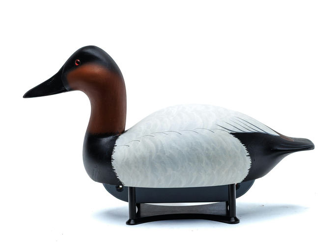Anthony Ciambrone – Canvasback – 2026