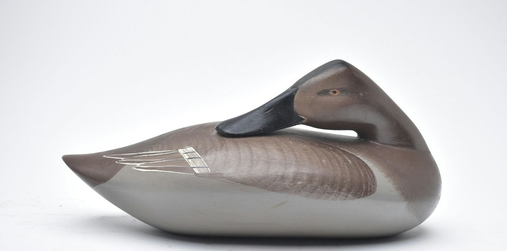 R. Madison Mitchell – Sleeping Canvasback Hen – 2025