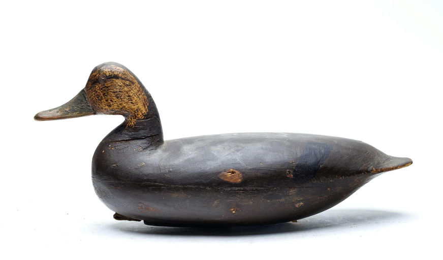 Charles Birch – Black duck – 2026