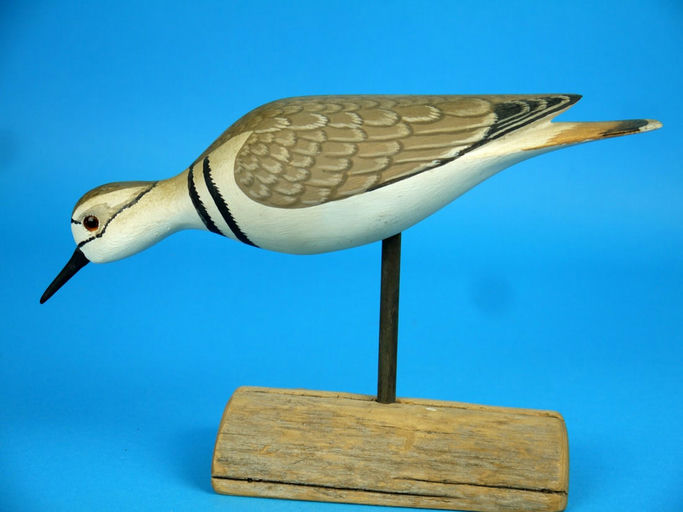 Harry V. Shourds – Semi-Palmated Plover – 2026