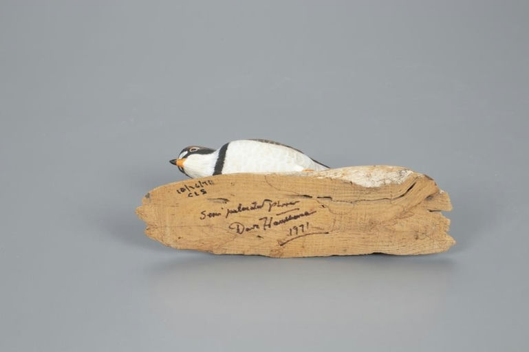 Davison B. Hawthorne – Semi-Palmated Plover – 2020
