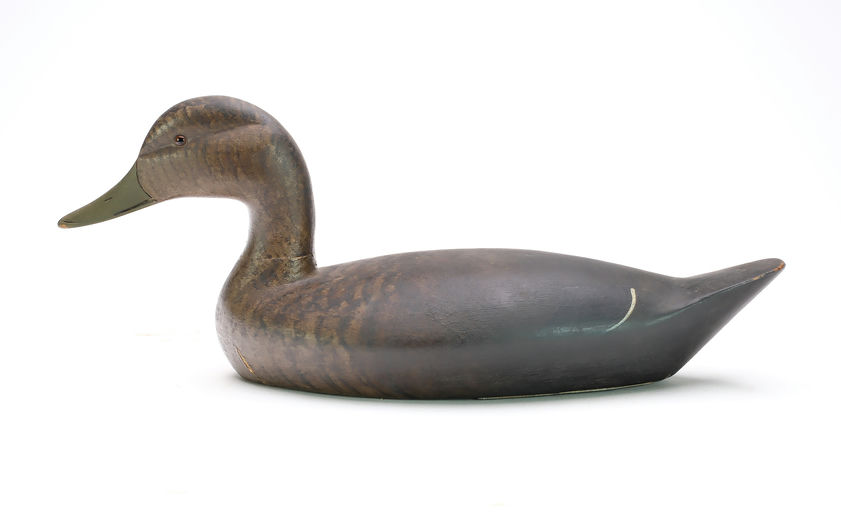 Chauncey Wheeler – Black Duck – 2025