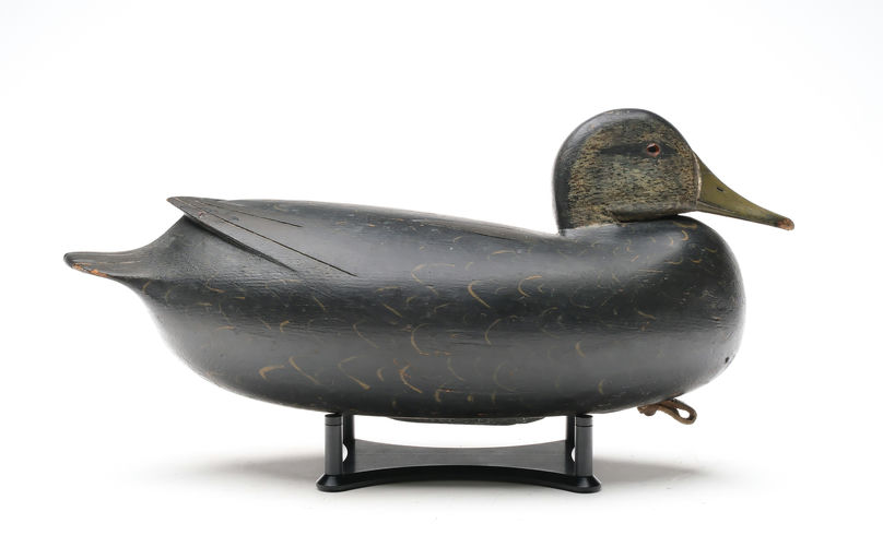 William Quinn – Black Duck – 2026
