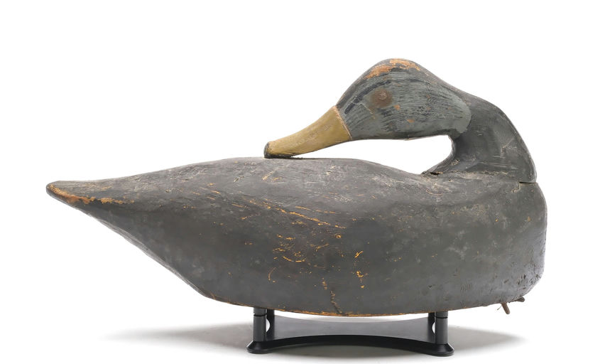 Miles Hancock – Black Duck – 2026