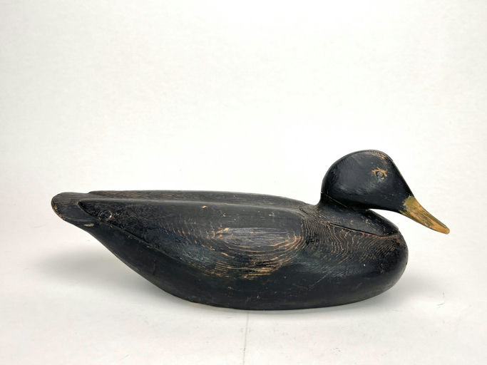 Gus Wilson – Black Duck – 2024