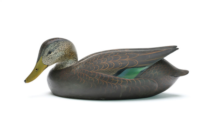 Ward Brothers – Black duck – 2025