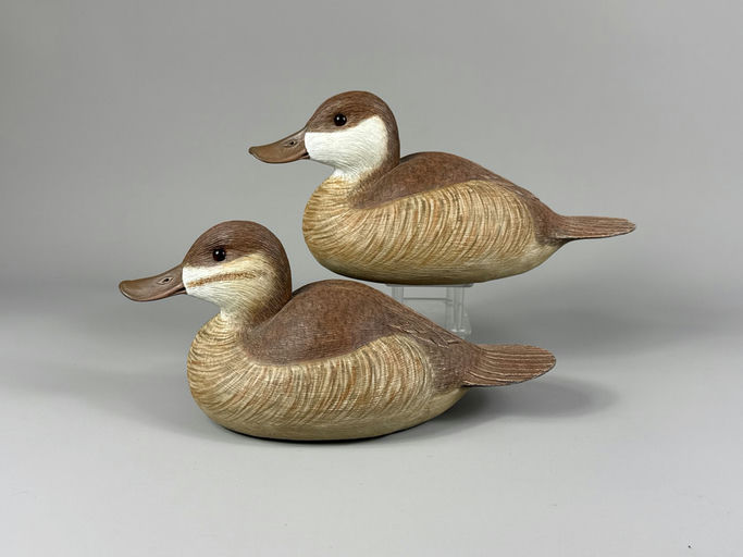 Cigar Daisey – Ruddy duck – 2026