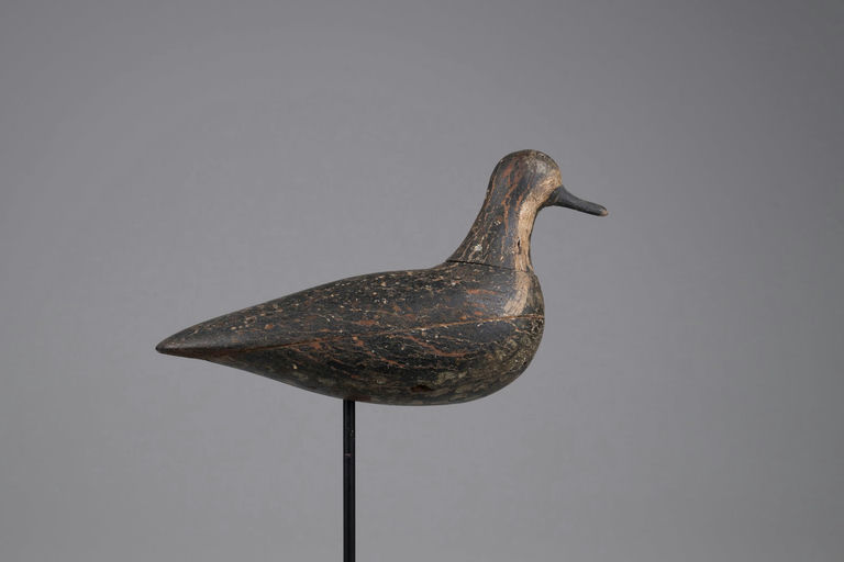 Coffin Family – Golden Plover – 2026