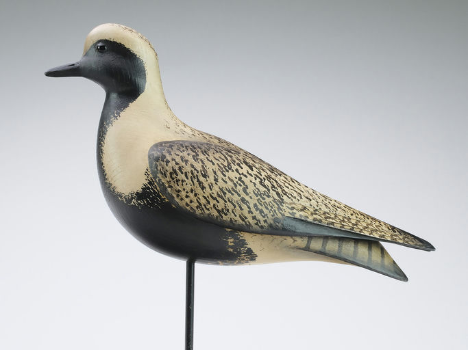 Bill Gibian – Black Bellied Plover – 2024