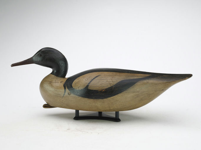 Mark McNair – American merganser – 2024