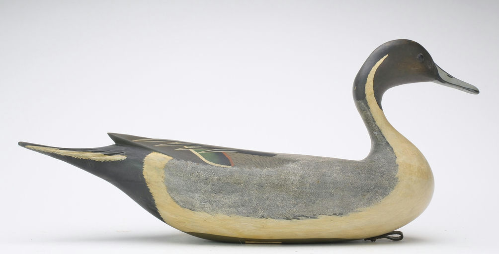 Bob White – Pintail – 2024