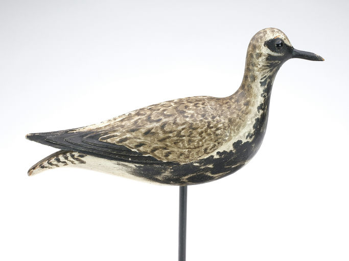 Elmer Crowell – Black Bellied Plover – 2024