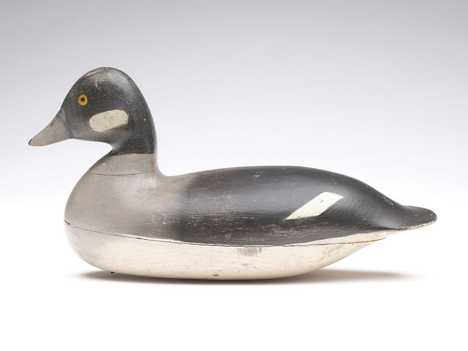 Harry V. Shourds – Bufflehead – 2024