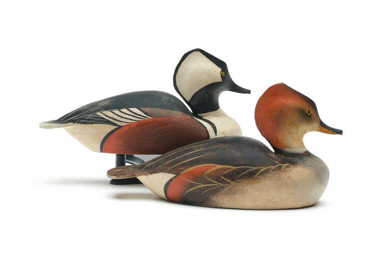 Ward Brothers – Pair of Hooded Merganser – 2026