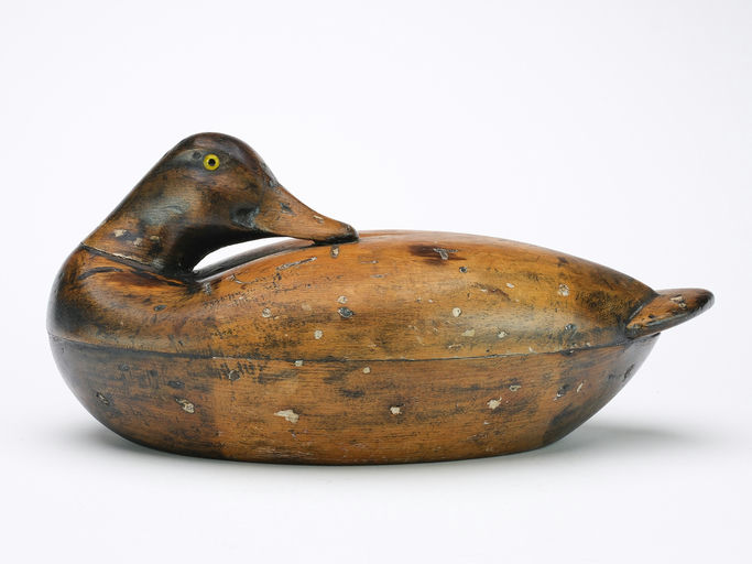 Albert Laing – Preening Bluebill – 2024