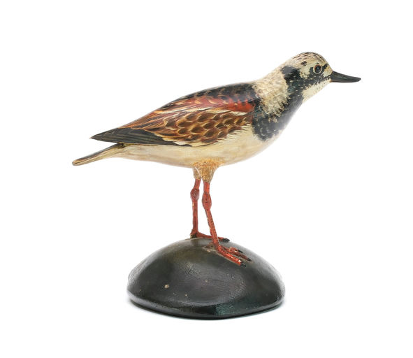 Elmer Crowell – Ruddy Turnstone – 2025