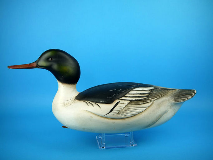 Sean Sutton – Common Merganser Drake – 2026