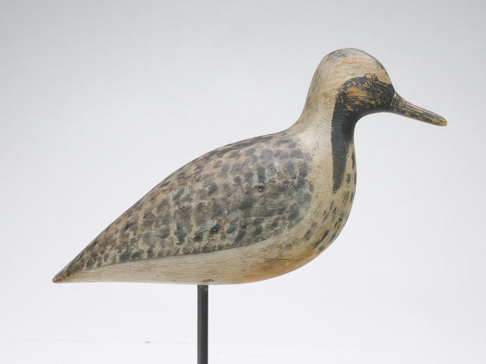 Harry V. Shourds – Black Bellied Plover – 2024