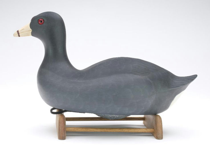 Cigar Daisey – Coot – 2023