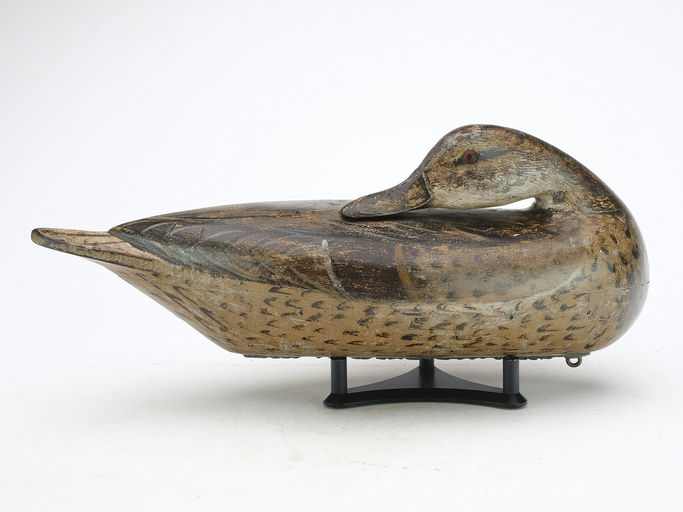 Charles Perdew – Preening Pintail Hen – 2025