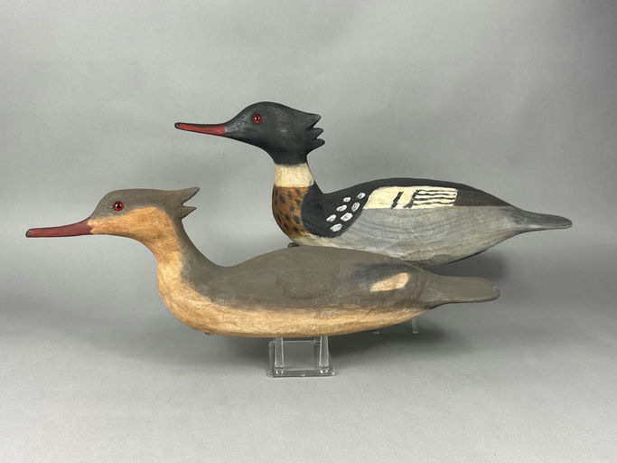 Cigar Daisey – Red-breasted Merganser – 2026