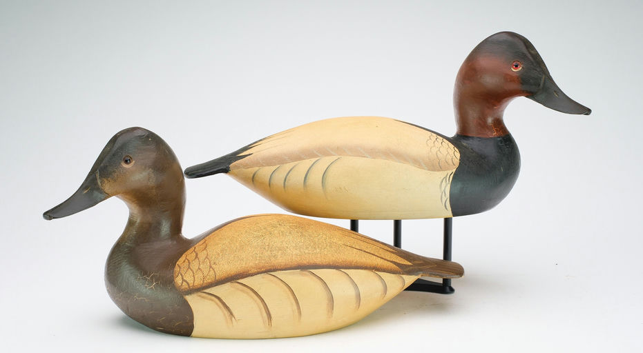Ward Brothers – Pair of canvasbacks – 2024