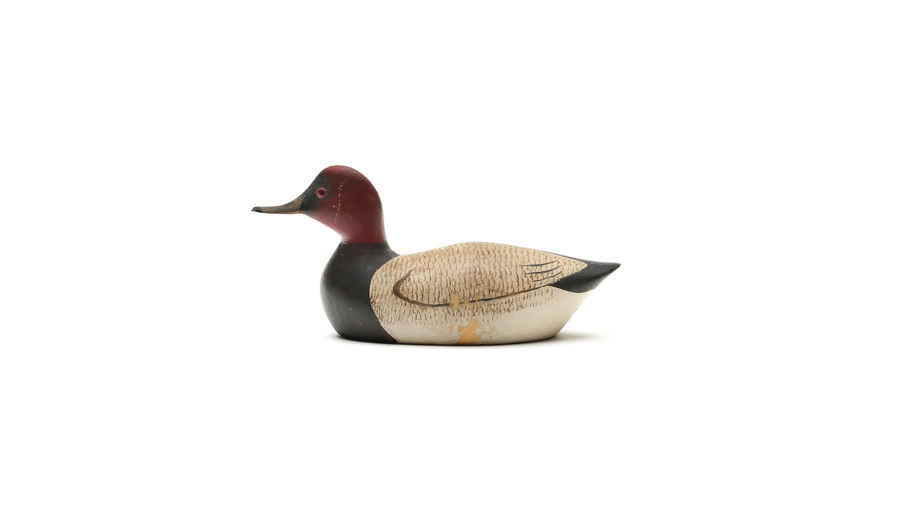 George Boyd – Canvasback – 2025
