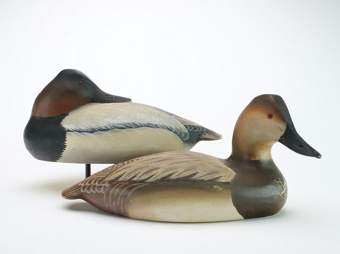 Ward Brothers – Pair of canvasbacks – 2024
