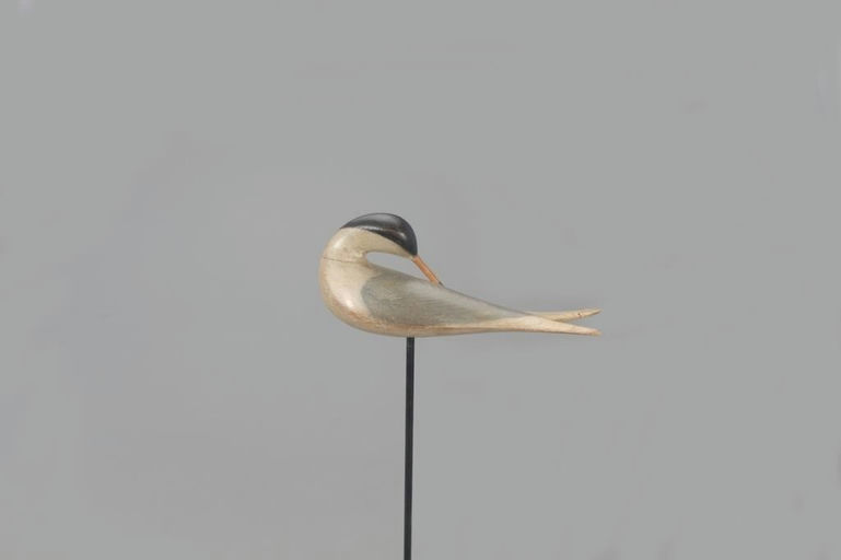 Colin S. McNair – Preening Tern – 2021