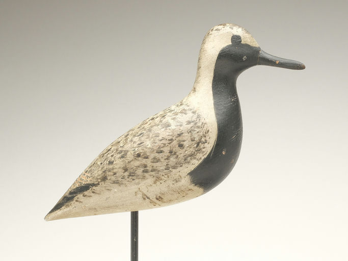 Harry V. Shourds – Black Bellied Plover – 2023