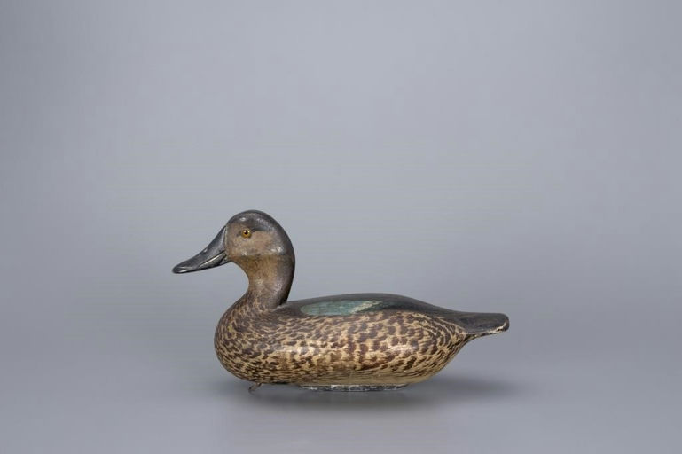 Glenn Cameron – Blue-Winged Teal Hen – 2017